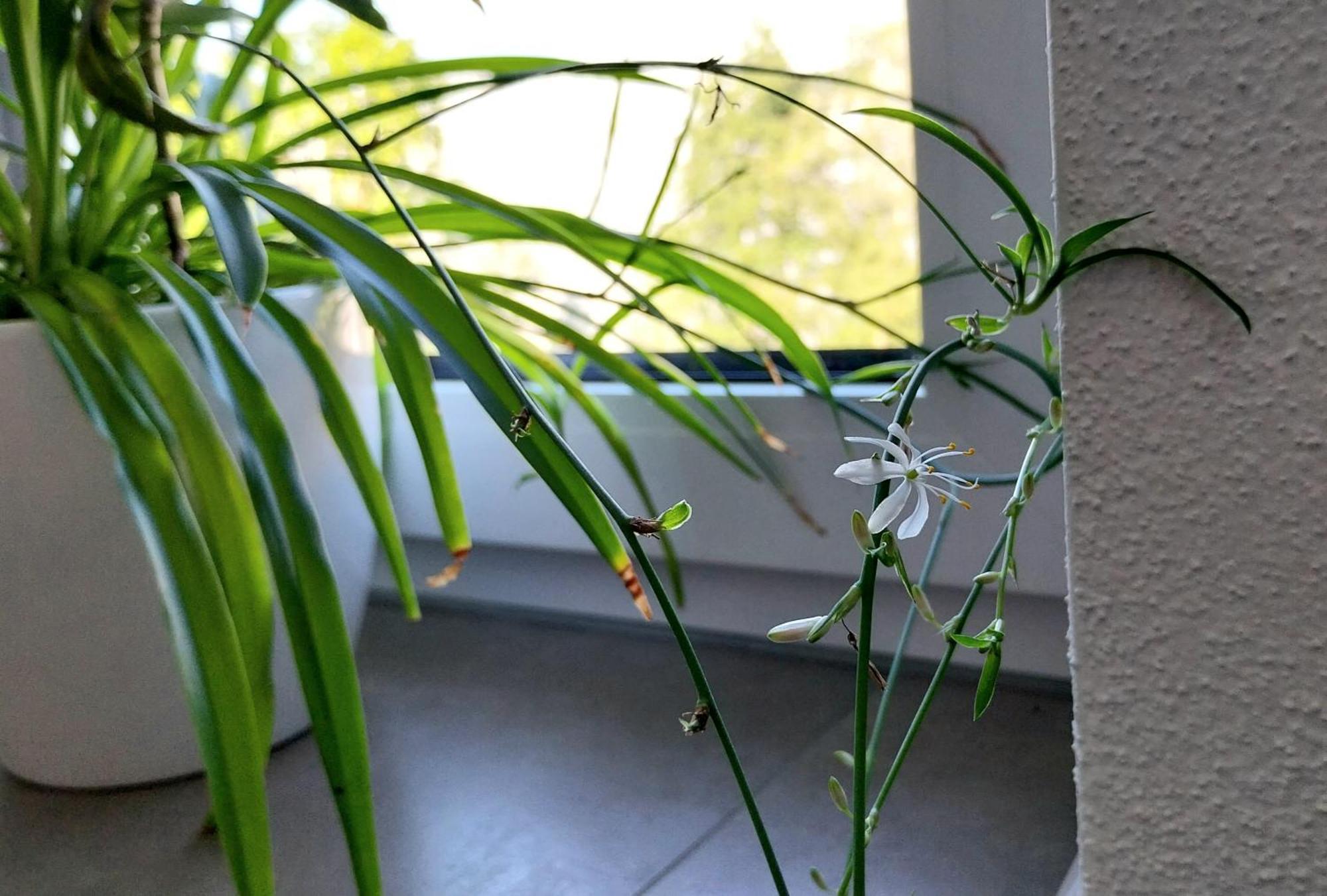 Zentral Im Gruenen Apartment Kempten